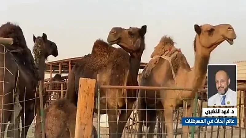 بالفيديو.. "الخضيري": حليب الإبل يقاوم السكر