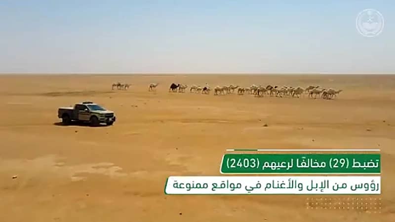 شاهد.. ضبط (111) مخالفًا لنظام البيئة في عدد من مناطق المملكة