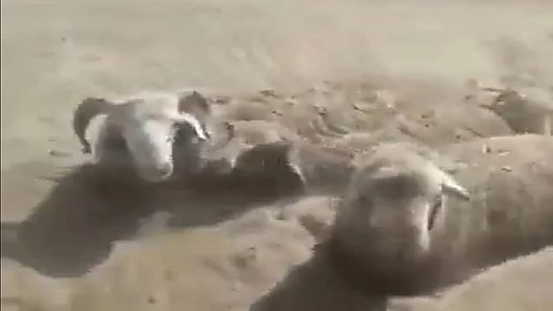 شاهد .. عاصفة رملية تغمر قطيعاً من الأغنام