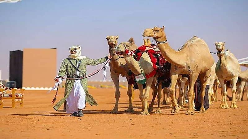 إماراتي يحصل على المركز الأول في شوط أصايل مهجنات