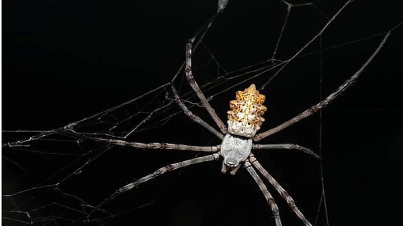 عناكب تسجل لأول مرة في المملكة