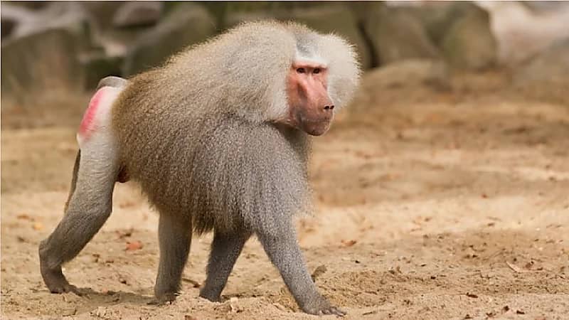 مهتم في البيئة: قرود البابون بلغت أعدادها 40 ألف قرد في المدن