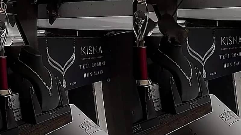 بالفيديو .. فأر يسرق عقداً من الألماس