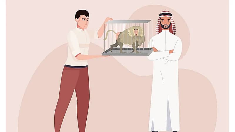 "الحياة الفطرية" تدعو مقتني قرود البابون بتسليمها لإخلاء المسؤولية