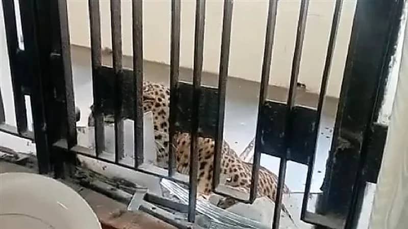 نمر يقتحم محكمة ويفترس عشرات الأشخاص