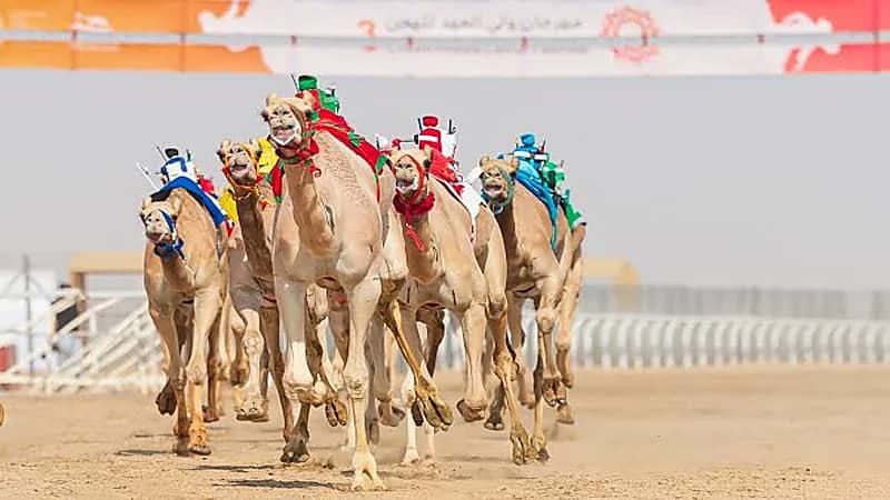 انطلاق "كأس العلا للهجن" بجوائز تبلغ 80 مليون ريال