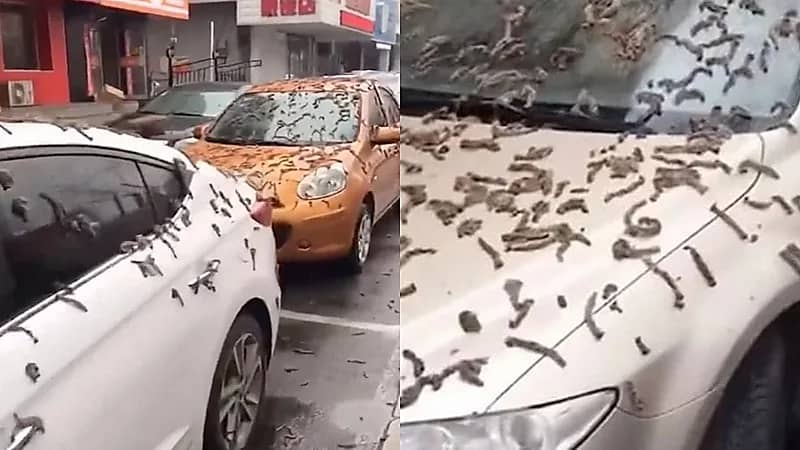 سقوط "ديدان" بشكل مريب يثير الرعب في الصين