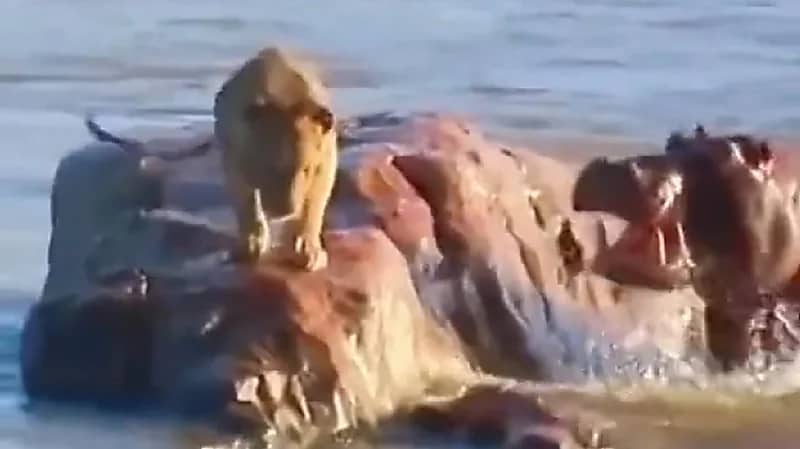 شاهد.. فرس نهر يطرد أسد علق فوق صخرته