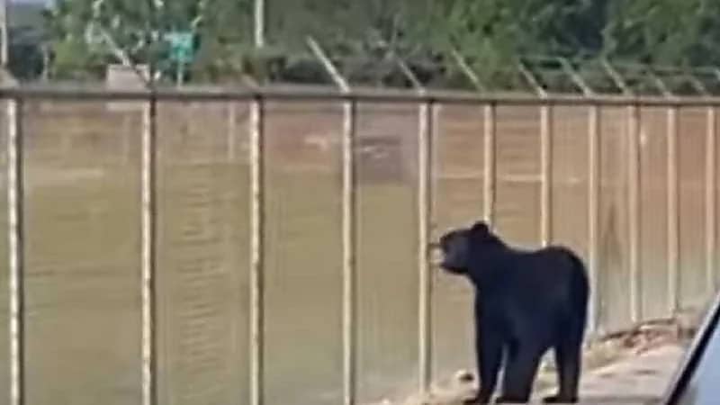 دب أسود يتجول داخل مطار أميركي .. فيديو