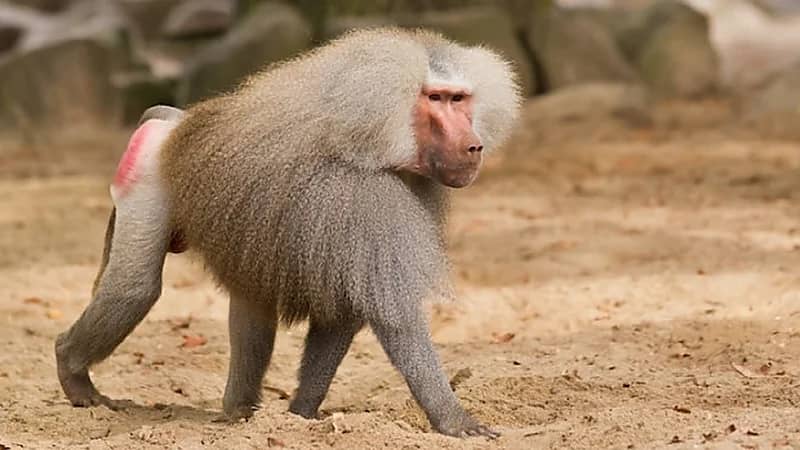 الحياة الفطرية: لا قرود بابون بالمشاعر وجبل النور .. فيديو