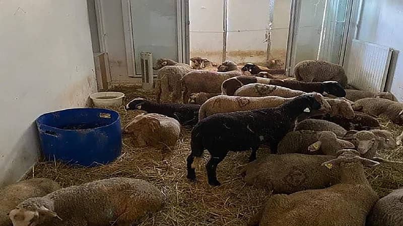 شخص يقيم مسلخ سري عشوائي للأغنام  داخل شقته