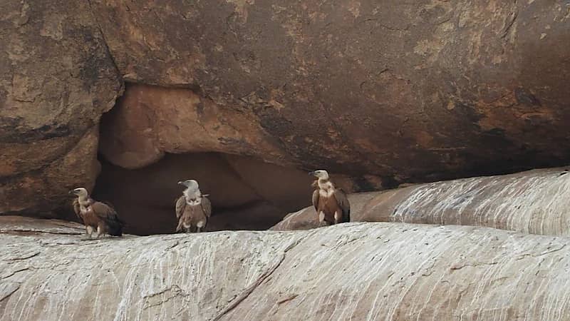 تعشيش أكثر من ١٠٠ موقع للنسر الأسمر بمحمية الملك سلمان الملكية .. صور