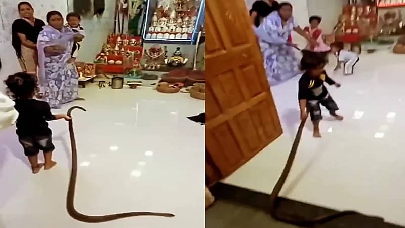 طفلة تفزع عائلتها بدخولها عليهم ممسكة بثعبان كأنه لعبة.. فيديو