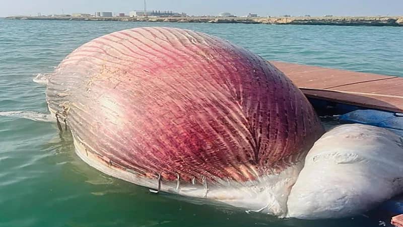 نفوق حوت ضخم بشواطئ فرسان.. فيديو