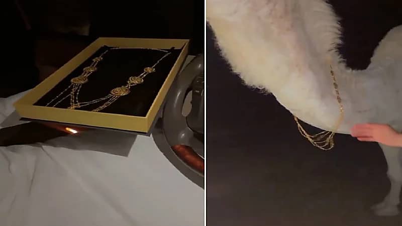 شاب يلبس ناقته طقم من الذهب .. فيديو