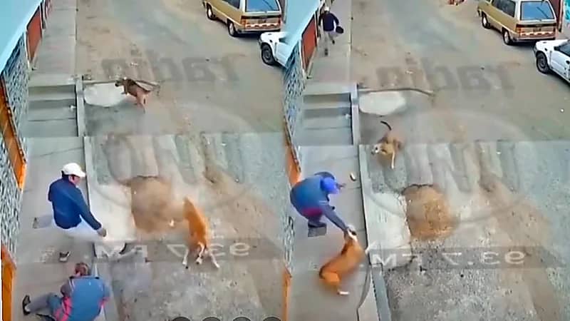 شجاعة رجل تصدى لهجوم كلاب مسعورة لإنفاذ آخر .. فيديو