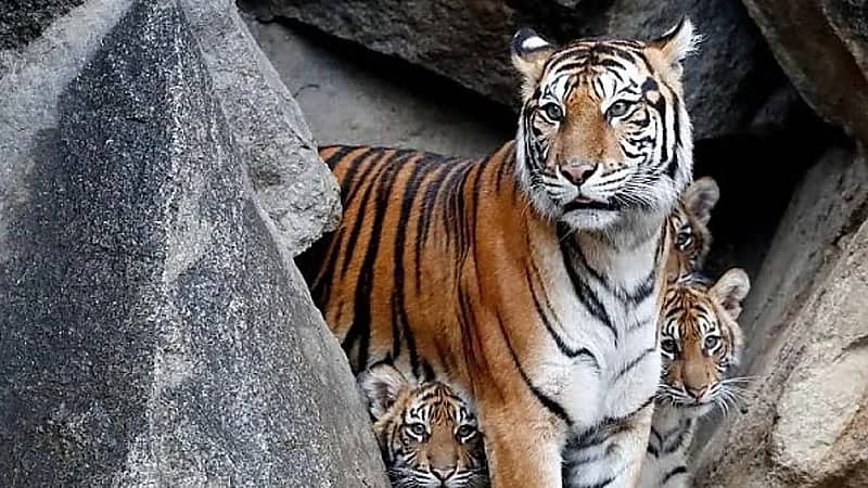 مشهد يحبس الأنفاس لـ نمر ينقض على حارسه في حديقة حيوان .. فيديو