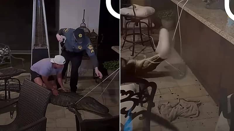 تمساح يتسلل إلى منزل في لويزيانا والشرطة تتدخل.. فيديو