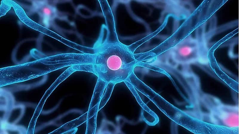 دراسة تكشف دور الخلايا الميتة في تعزيز الشفاء