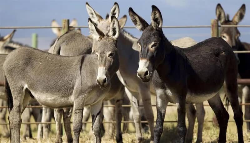 فيديو صادم لذبح حمير يشعل الغضب في مصر والأمن يتدخل .. فيديو