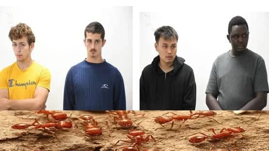 محاكمة مراهقين بلجيكيين في كينيا بتهمة تهريب 5000 نملة نادرة