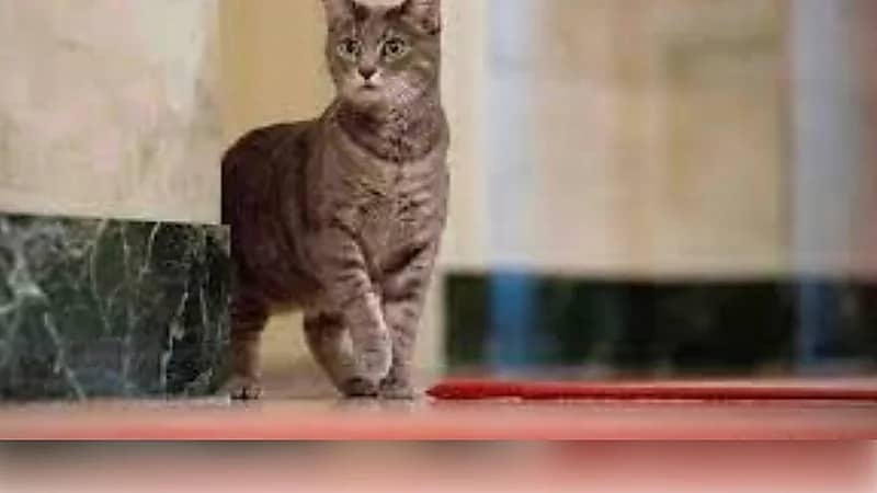 ضجة في البيت الأبيض بسبب قطة