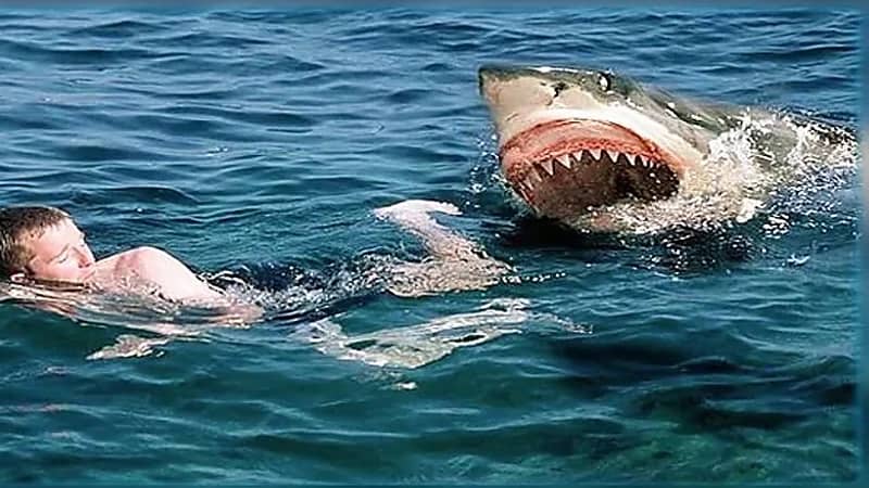 سمكة قرش تفترس غواصا إسرائيليا