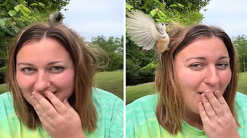 عصفور ينتزع خصلات شعر سيدة لبناء عش .. فيديو