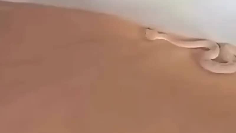 شخص يعرض فائدة الساتر اثناء الرحلات البرية ..فيديو