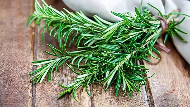 إكليل الجبل قد يُنقذ ذاكرتك