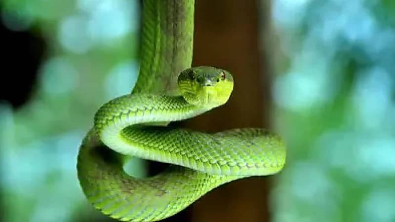 فلبيني يكشف عن طريقته المثيرة في استخدام لدغات الأفاعي لعلاج الأمراض.. فيديو