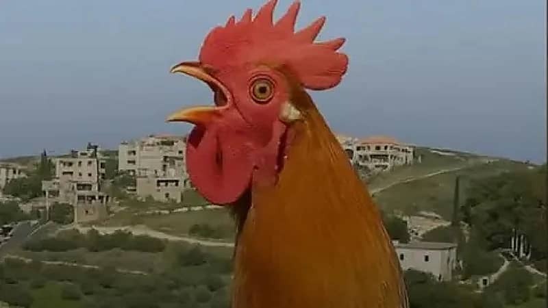 رئيس بلدية في لبنان يصدر قراراً بمنع صياح الديوك