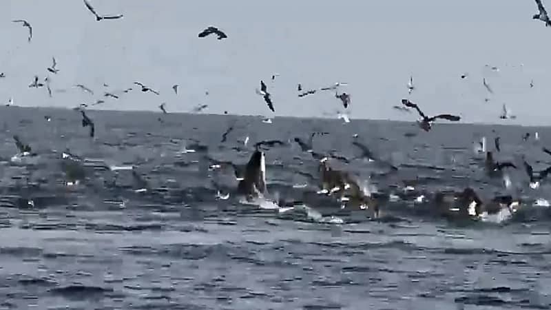 مشهد نادر لحوت بريدي يصطاد فرائسه شرق جزيرة دمسك .. فيديو