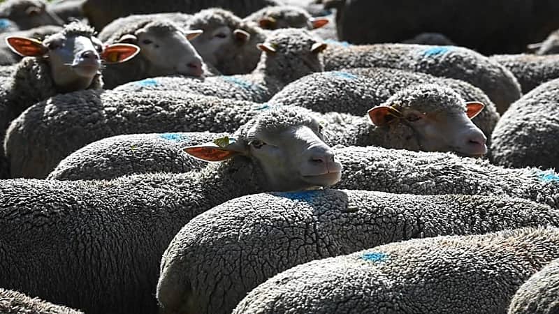 فتاة تحصل على تعويض مالي بعد وصفها بـ"النعجة"