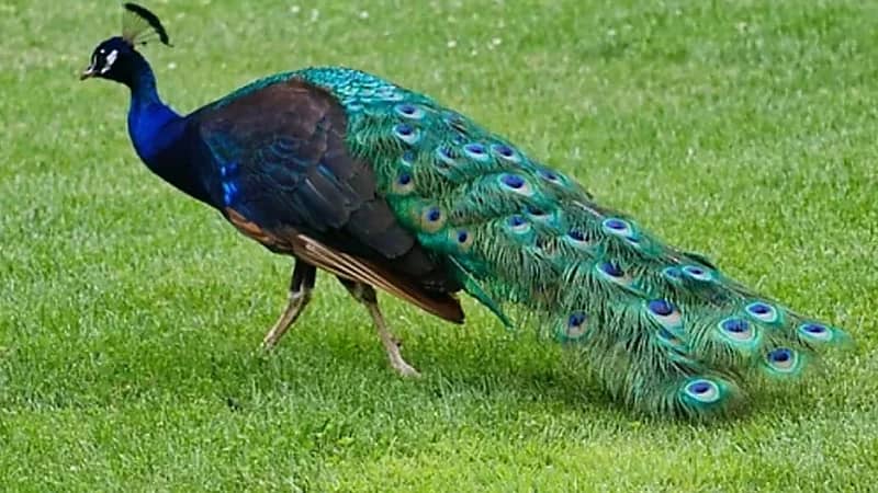 WhatsApp Image 2025-09-30 at 6.50.28 PM.jpeg