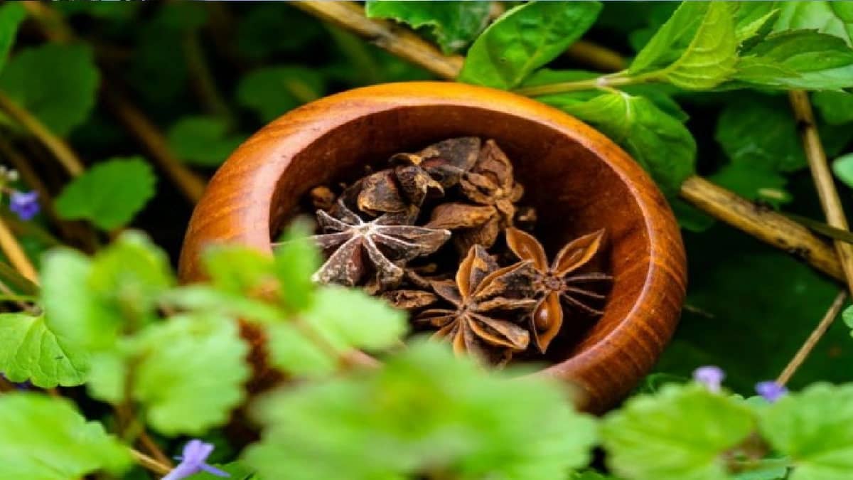 فوائد صحية متعددة لا يعرفها البعض عن نجمة اليانسون