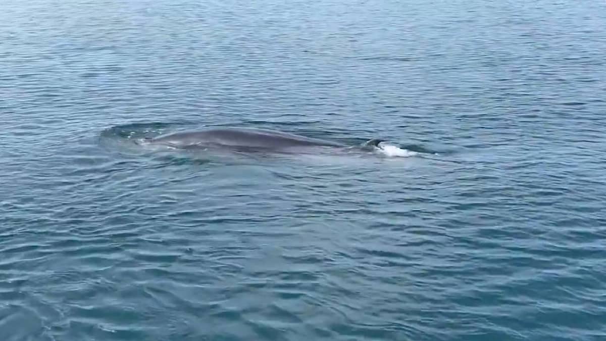 الحياة الفطرية توثّق حوت بريدي في مياه محمية جزر فرسان .. فيديو