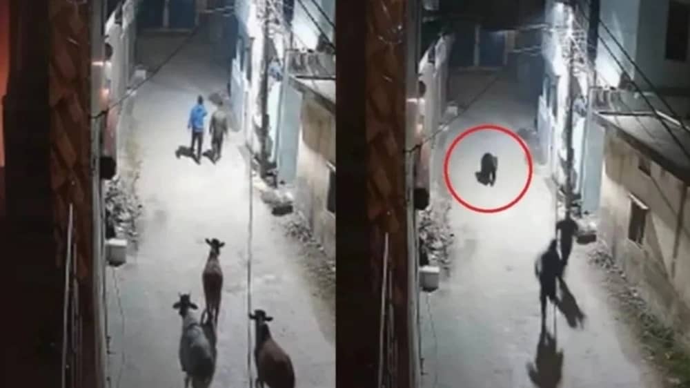 دب بري يثير الذعر في شوارع مدينة هندية ويطارد مواطنين ليلاً .. فيديو