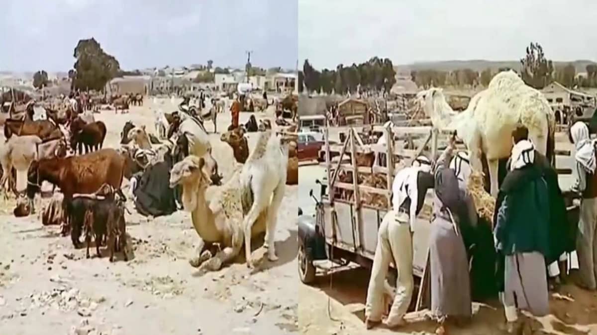 فيديو نادر لحياة بدو العرب قبل 66 عامًا