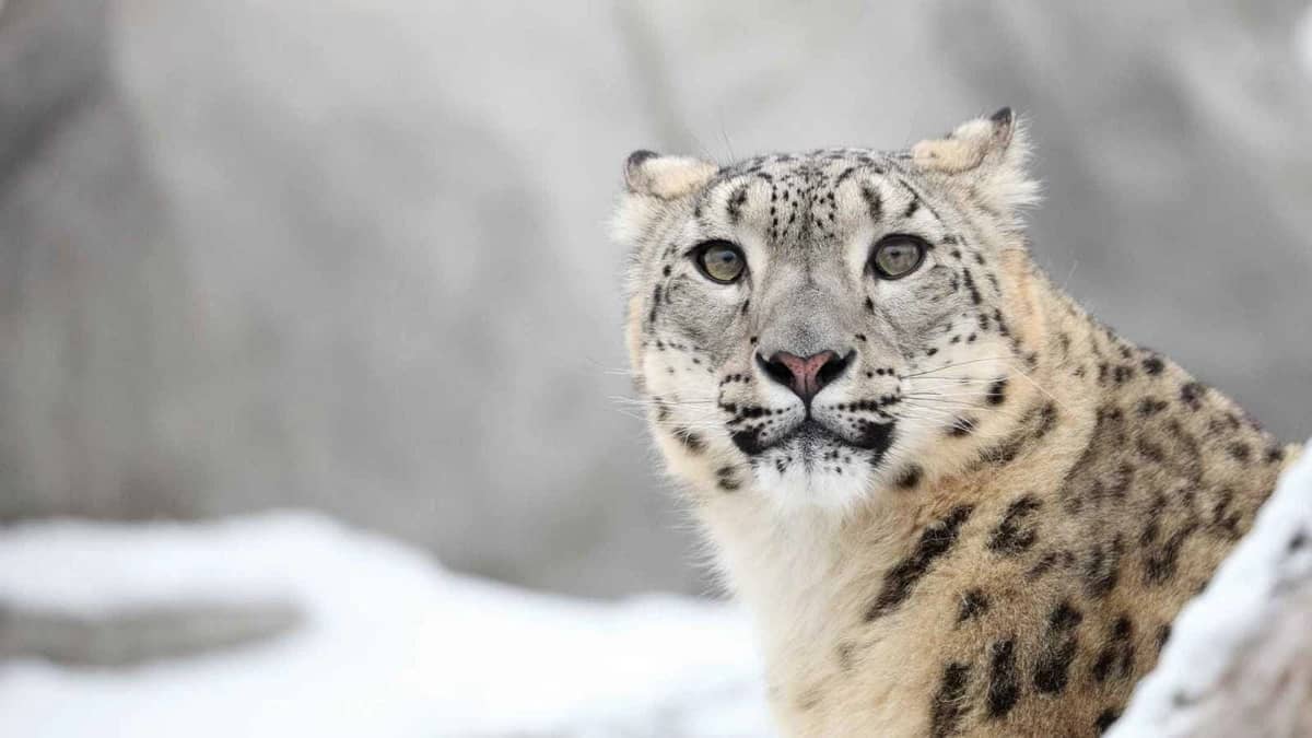 نمر ثلجي يهاجم امرأة خلال محاولة التقاط سيلفي .. فيديو