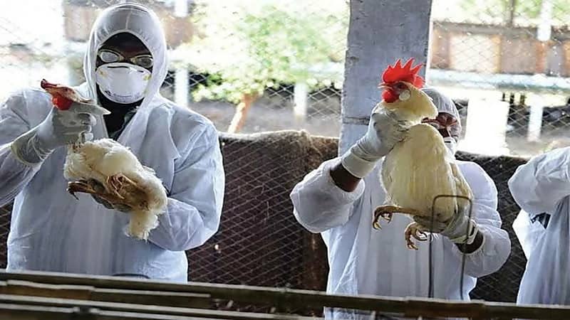 التحقيق في ظهور أول حالة بسلالة H10N3 بالصين