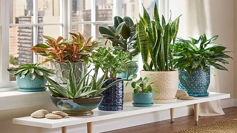 أبرز فوائد نباتات الزينة المنزلية