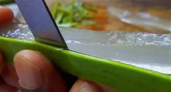 الصبار يعالج متلازمة القولون العصبي