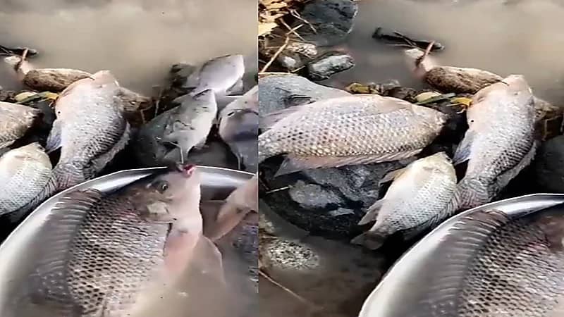 شاهد.. ظهور أسماك في مياه سيول أمطار الطائف