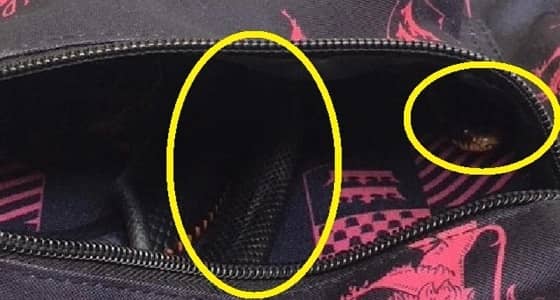 صدمة مروعة لتلميذة أسترالية بسبب ثعبان