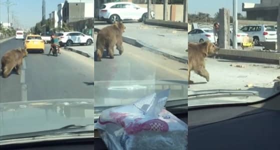 بالفيديو.. " دب " يقتحم شوارع البصرة قبل عيد الحب
