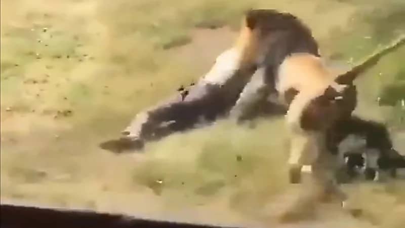 مشهد مرعب.. أسد يهاجم بوحشية مالك حديقة بريطانية