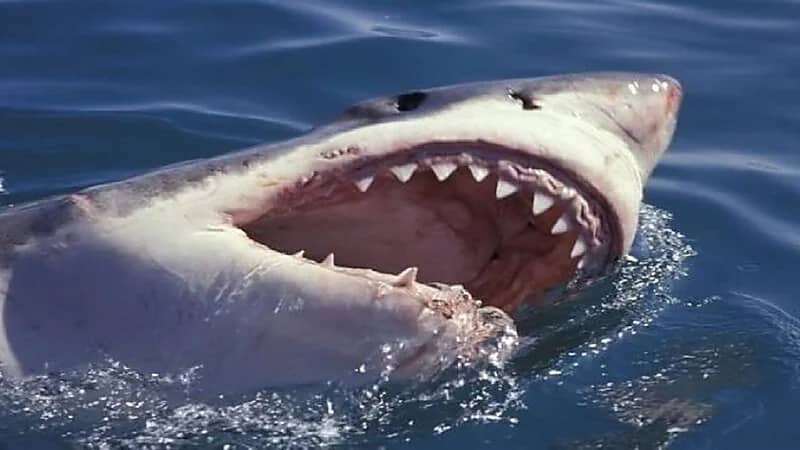 كاميرا مراقبة توثق لحظة هجوم سمكة قرش على شاب في البحر