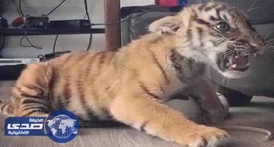 ابن أكبر مهرب ينشر صور ثروته الهائلة قبل تسليم نفسه للشرطة