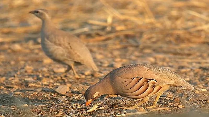 إطلاق 4 برامج لإكثار طيور الحجل لإعادة توطينها في بيئاتها الطبيعية